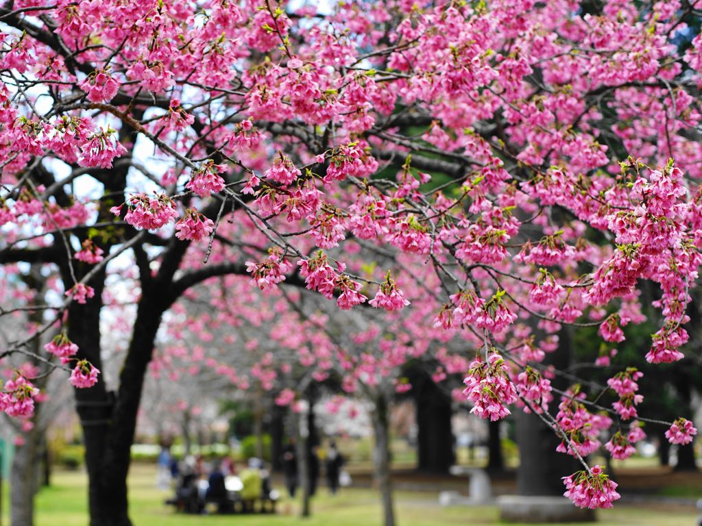 DSC05701 (3)桜の日