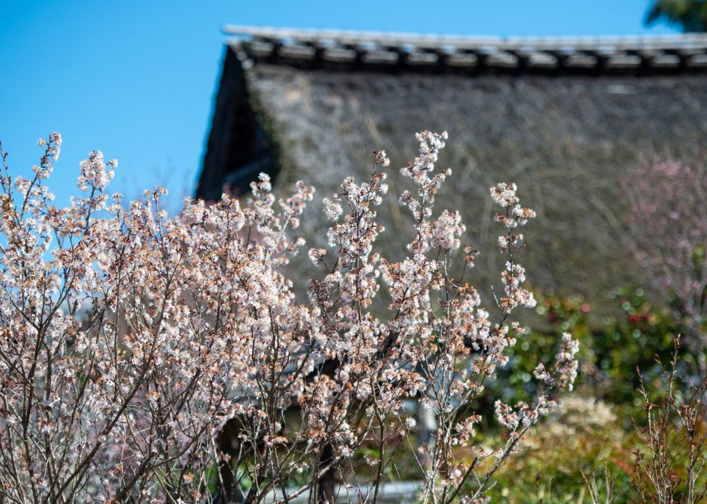 春の浄瑠璃寺