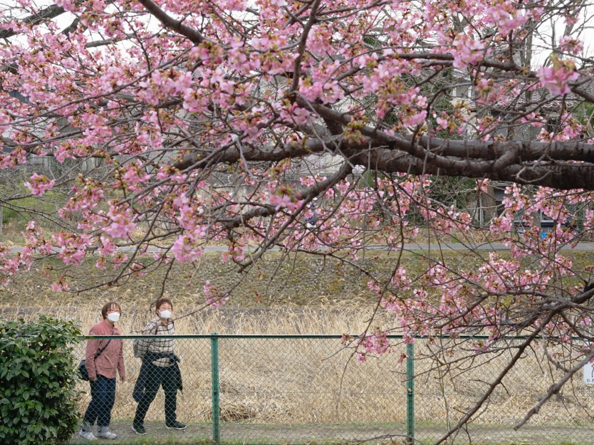 ０６　桜満開　　渡辺