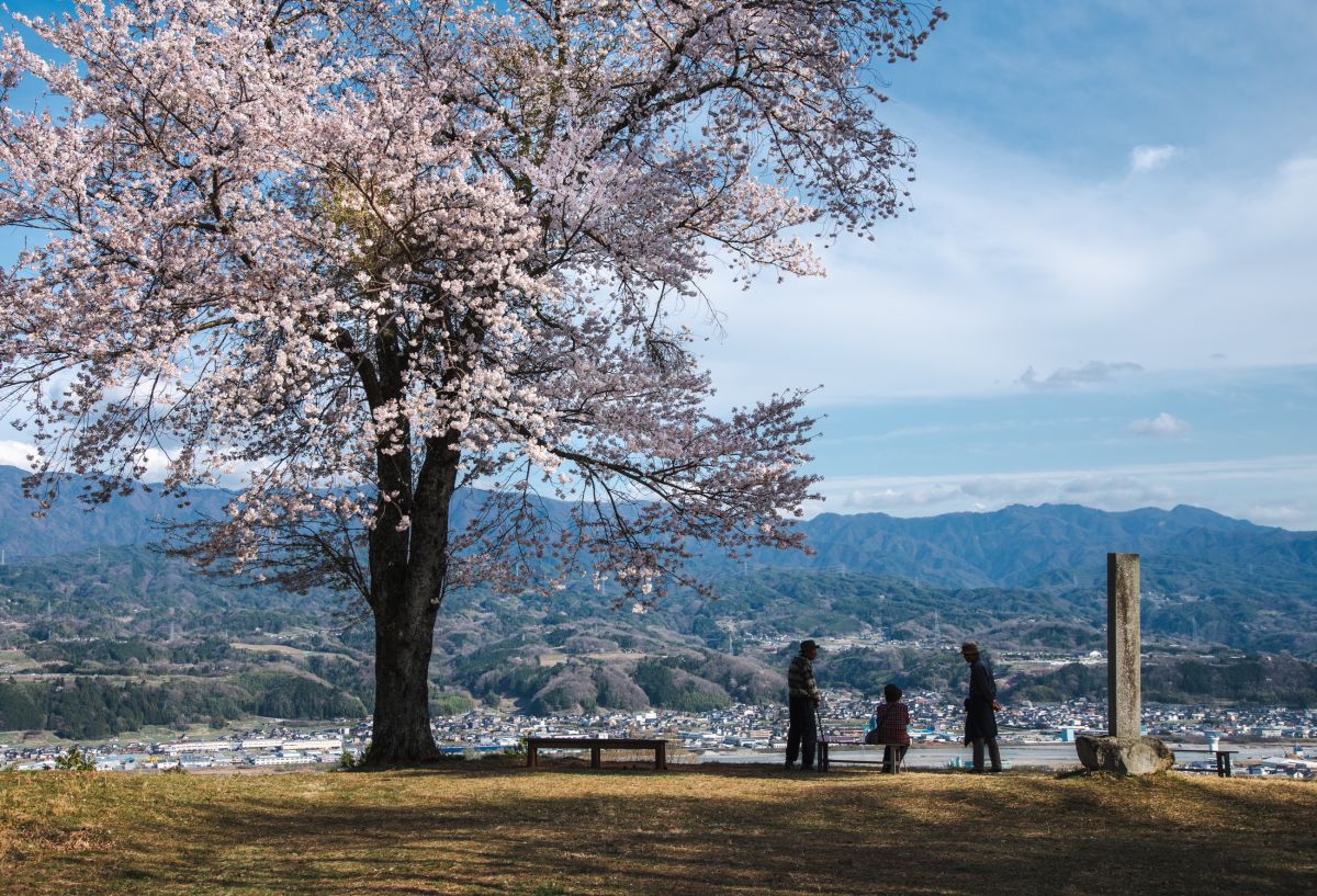 松岡城の桜