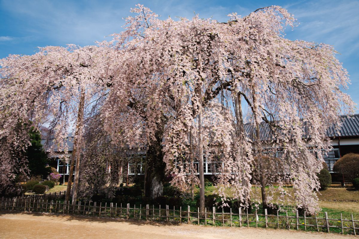 杵原学校の桜