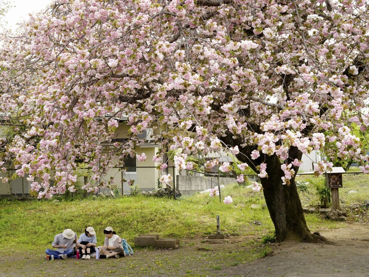 ０１　桜満開　　渡辺　　　　　　　　　　　　　　　　　　　　　　　　