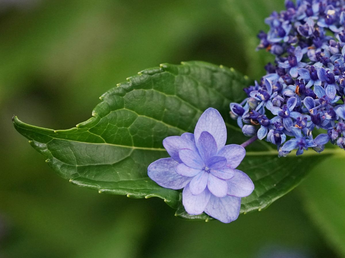 ０２　残り花　渡辺