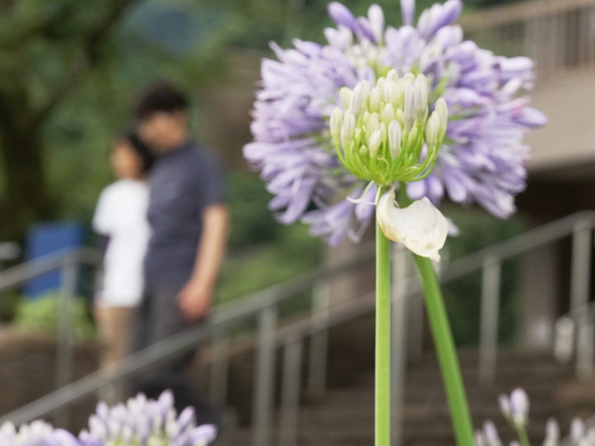 ０３　お花畑で　渡辺