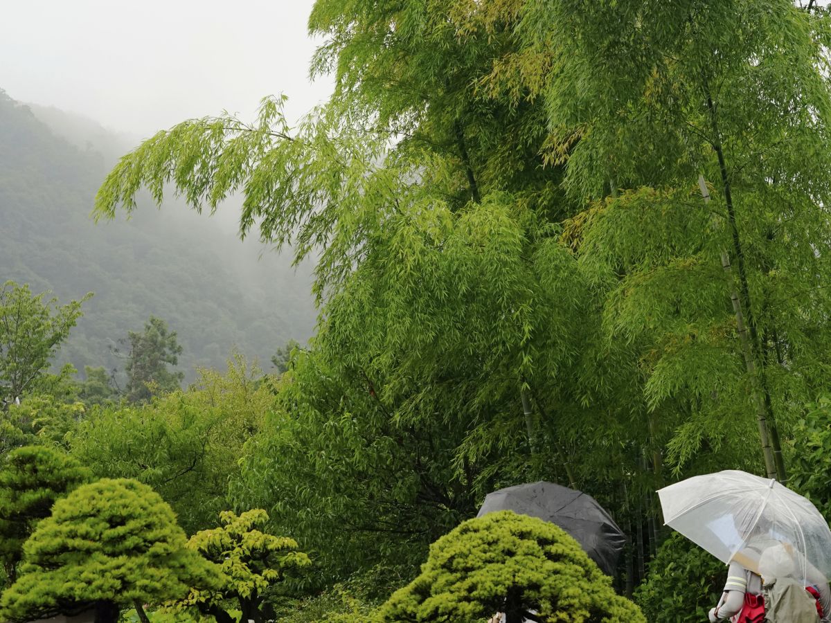 １０　雨に濡れても　渡辺