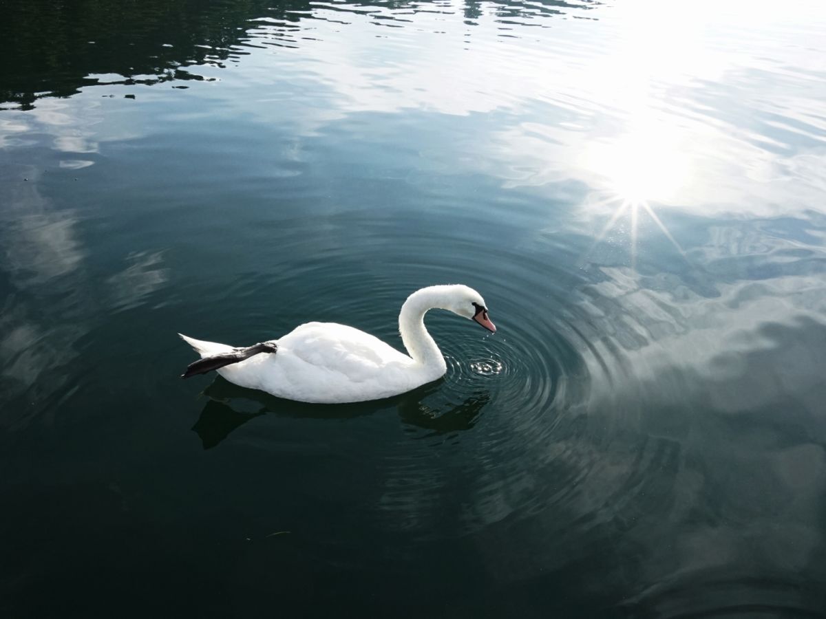 ０５　　白鳥の山中湖ト　渡辺　　　　　　　　　　　　　　　　　　　　　　　　