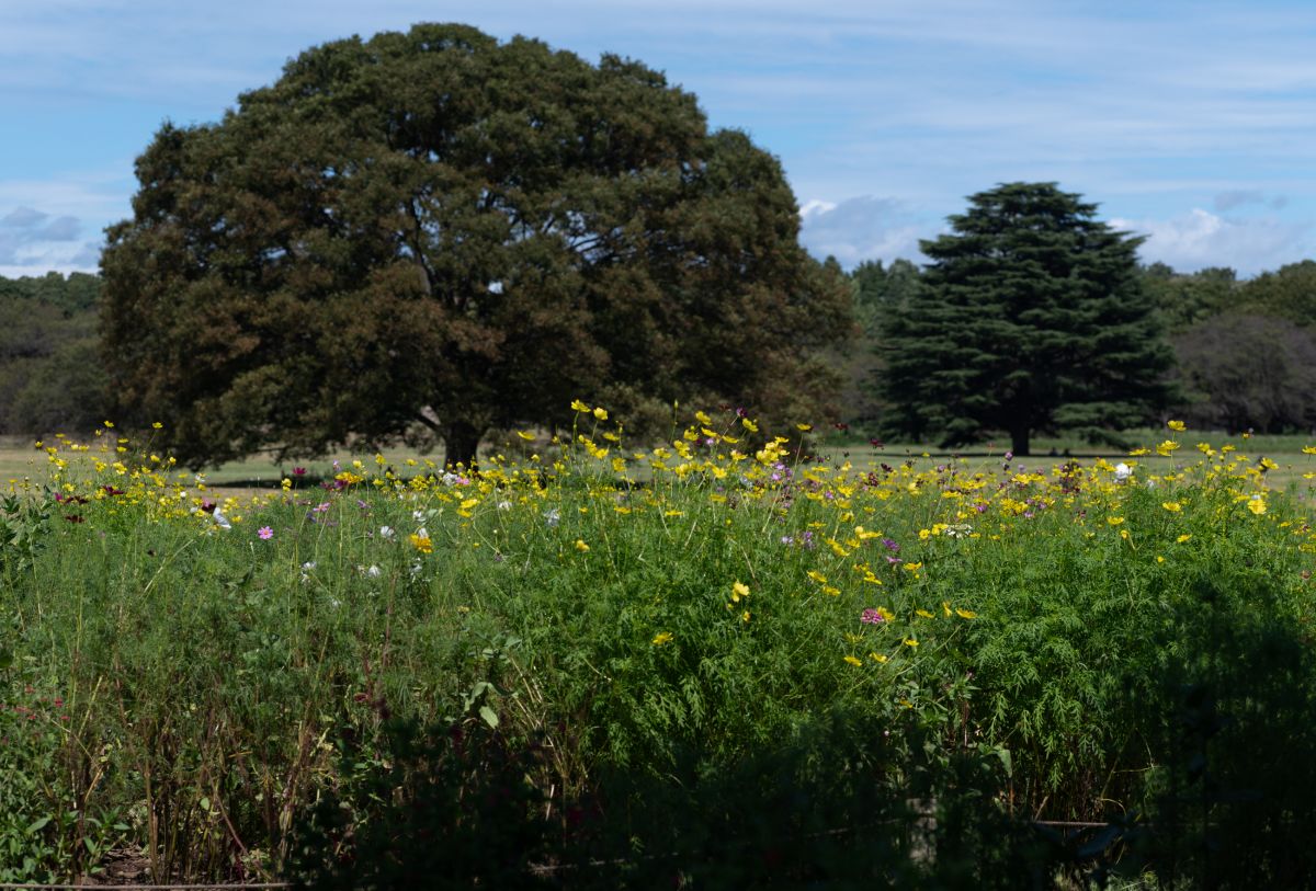 Syouwa Kinen Park