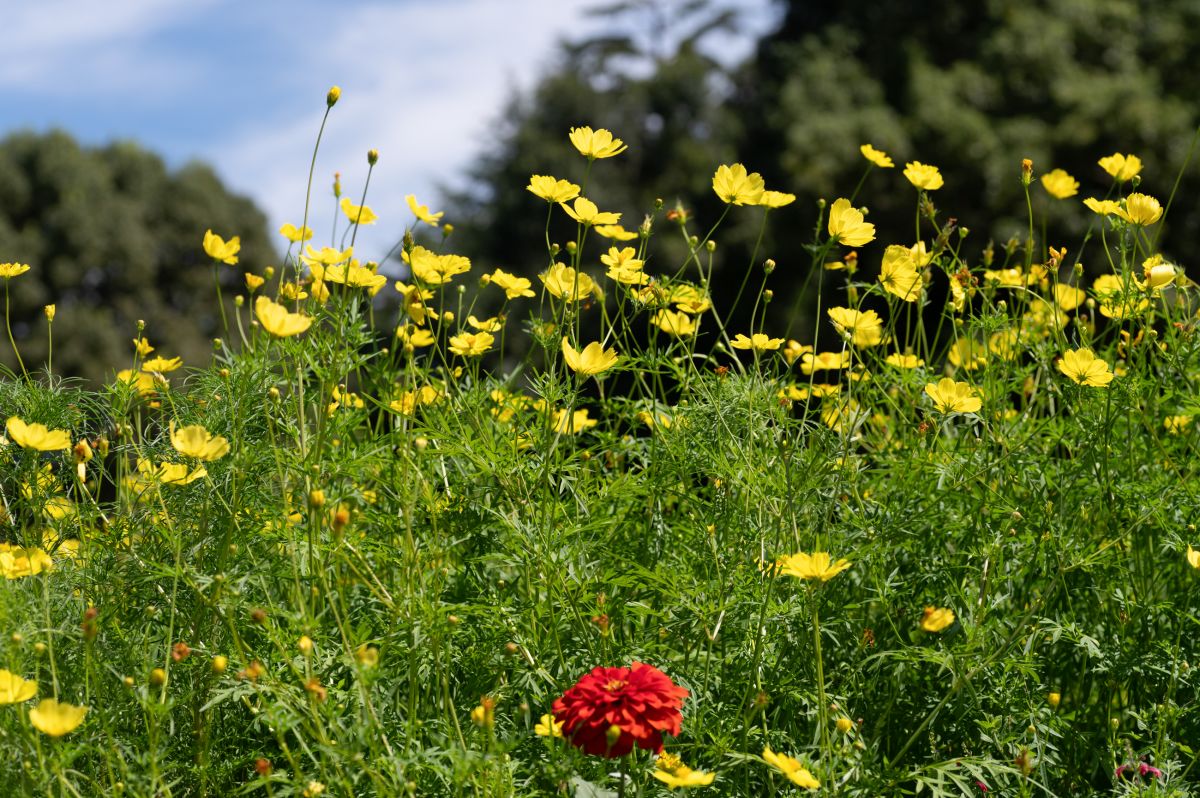 Syouwa Kinen Park