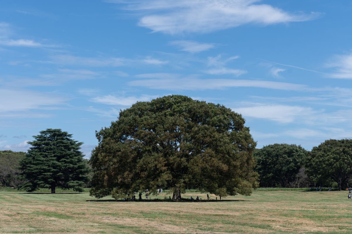 Syouwa Kinen Park