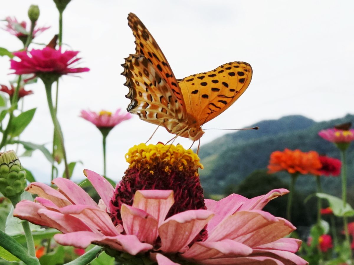 ０７　花の蜜集め　　渡辺　　　　　　　　　　　　　　　　　　　　　　　　