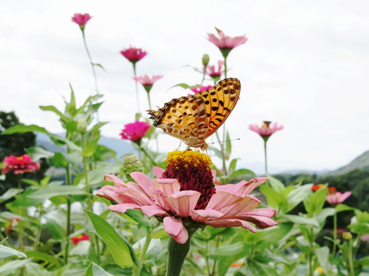 ０８　秋の花咲く丘　　渡辺　　　　　　　　　　　　　　　　　　　　　　　　