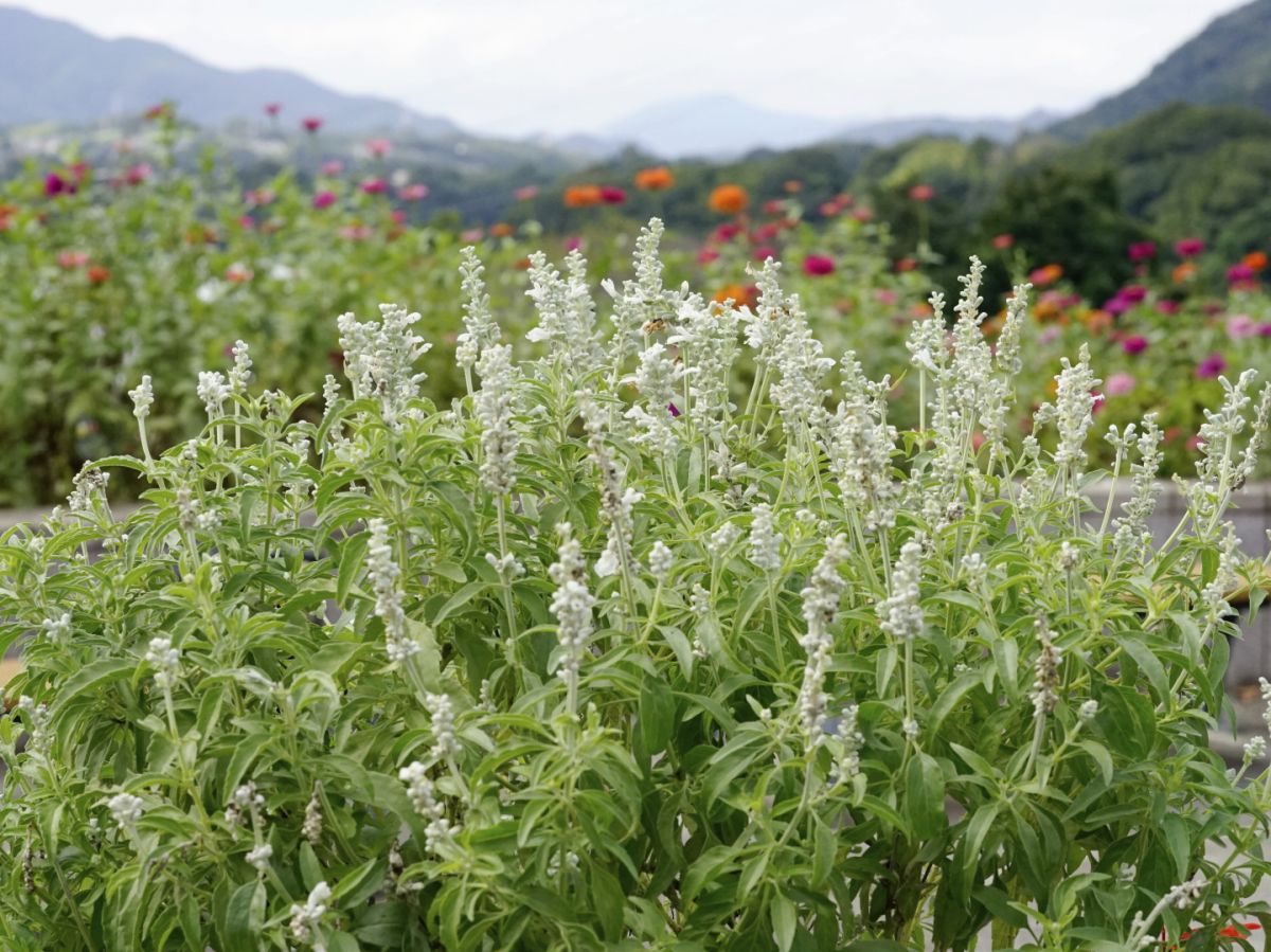 ０９　白い花の咲くころ　　渡辺　　　　　　　　　　　　　　　　　　　　　　　　