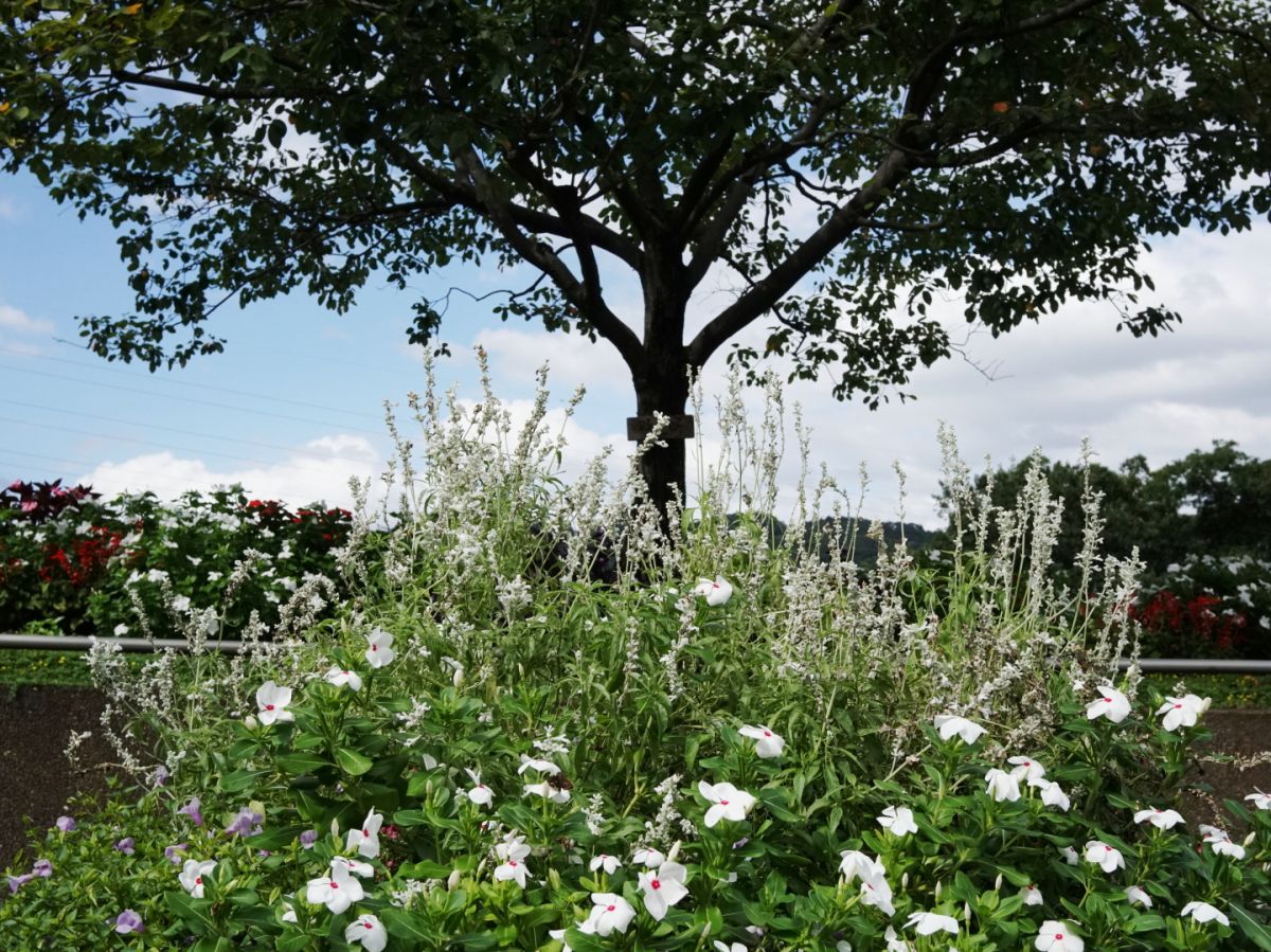 １０　　白い花の咲　　渡辺　　　　　　　　　　　　　　　　　　　　　　　　