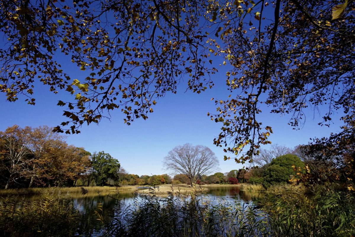 ０３　昭和記念公園　渡辺　　