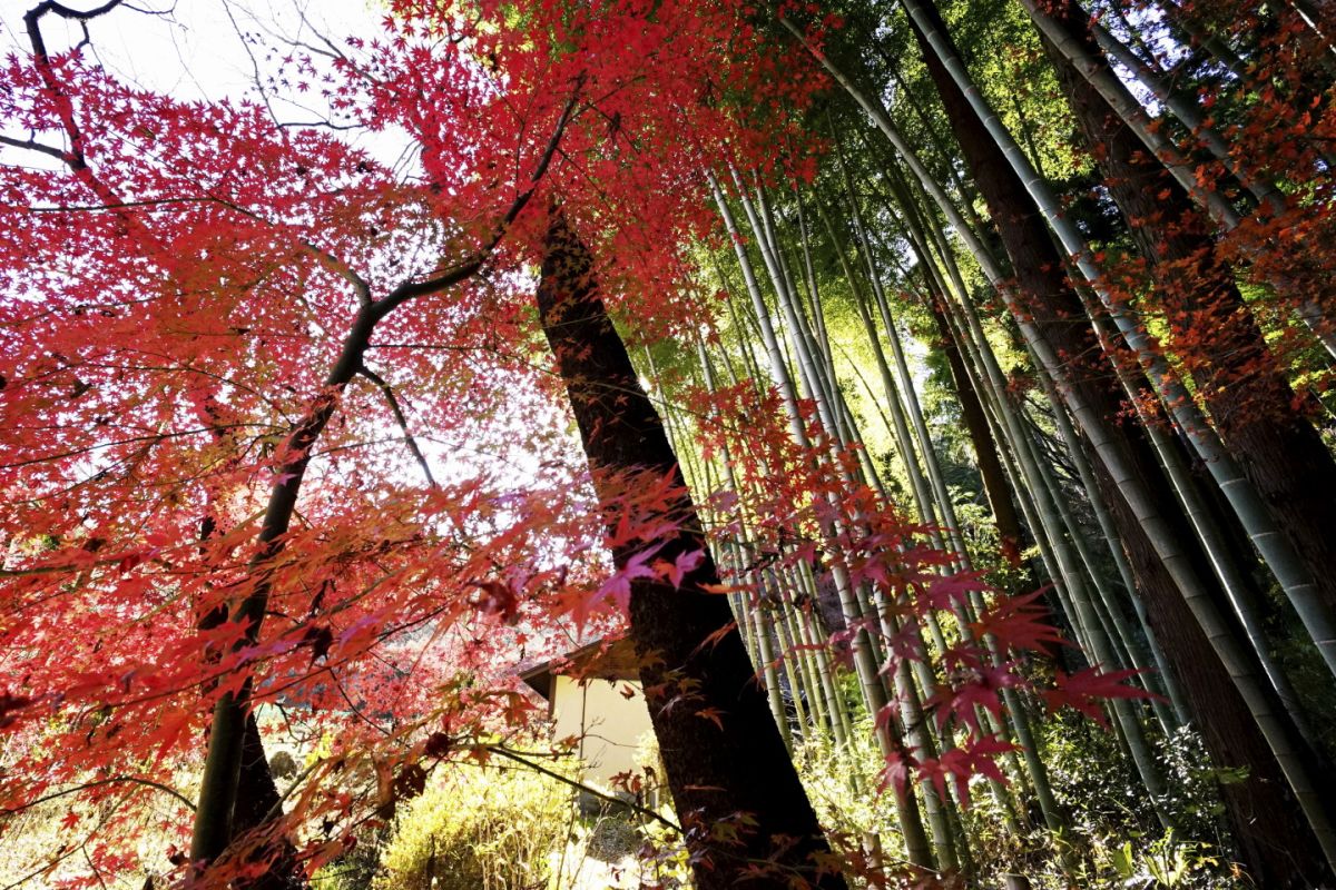 ０９　　竹林紅葉　渡辺　