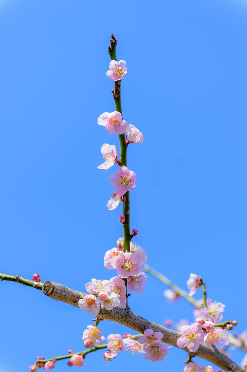 神代植物公園(梅)