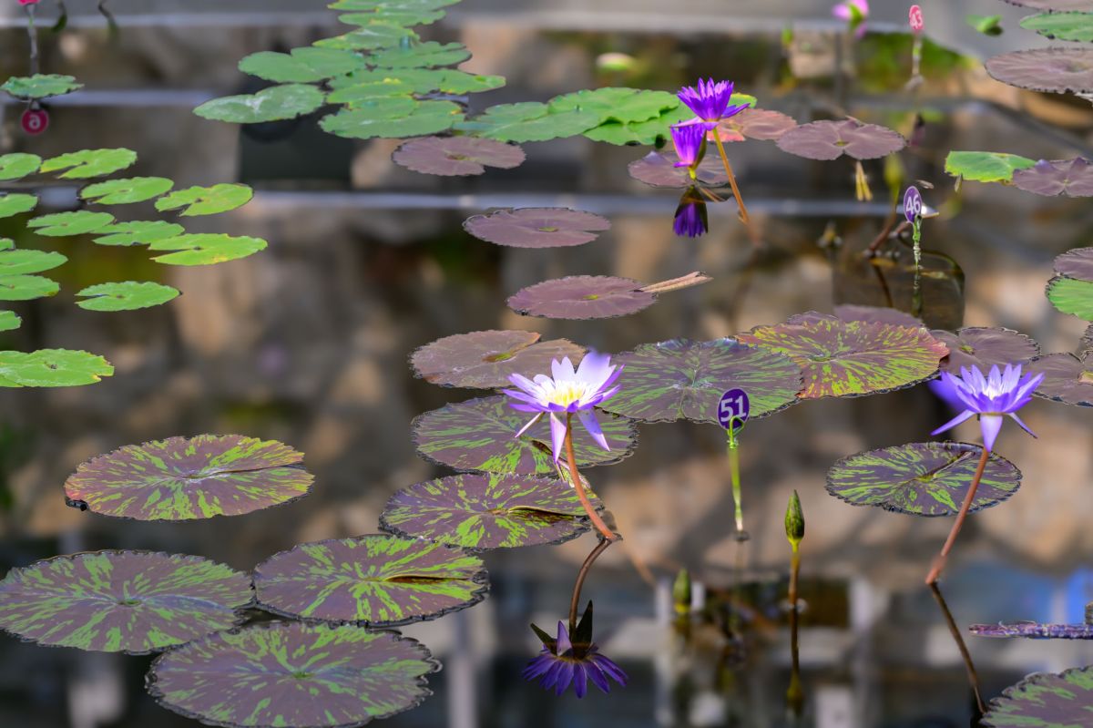 神代植物公園