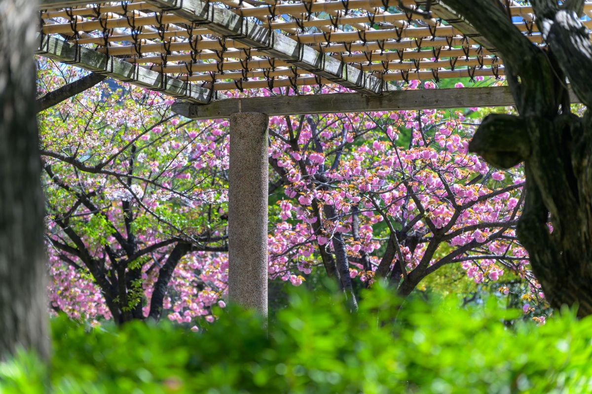 行船公園(しだれ桜)