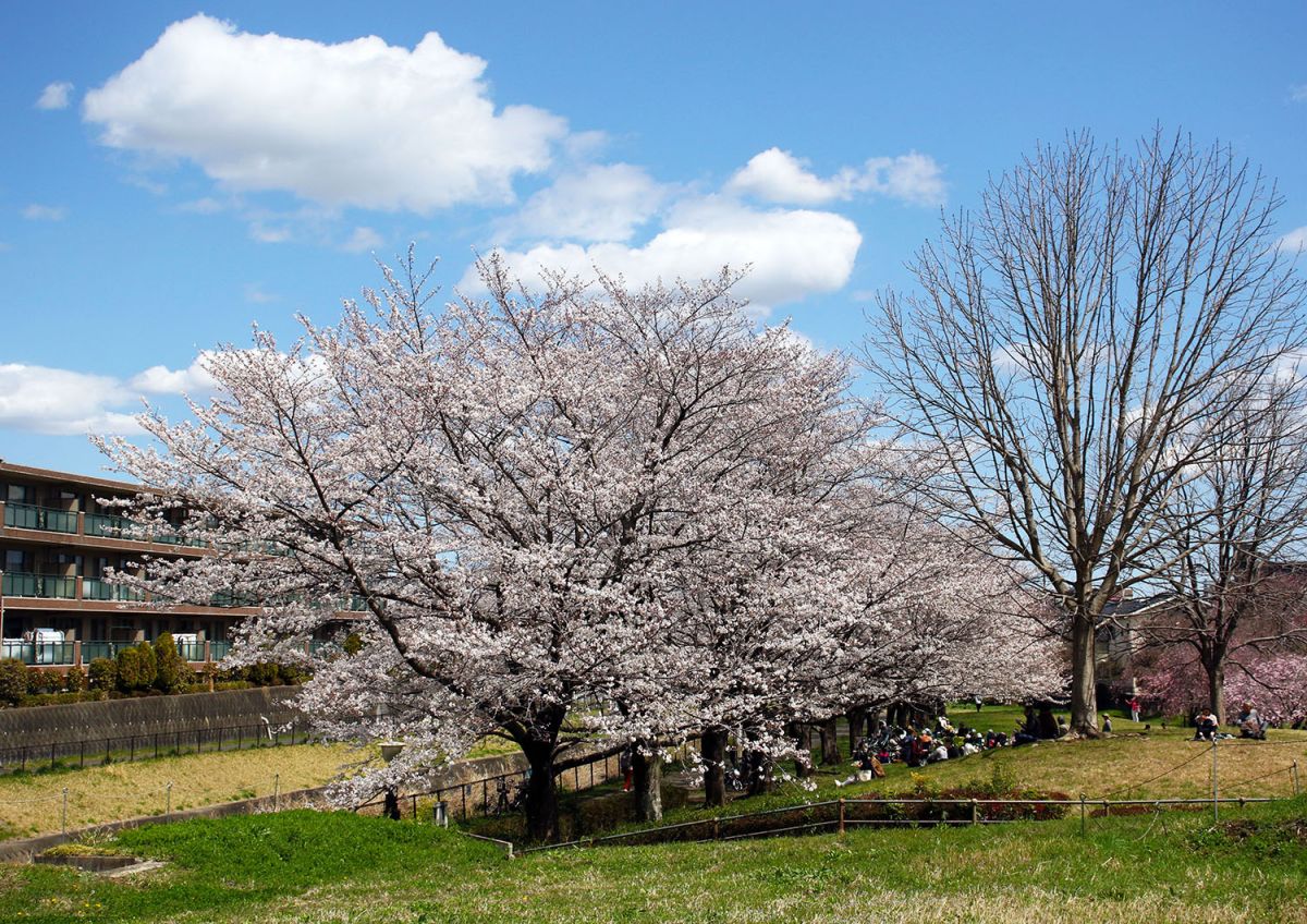 片倉城跡（4月）