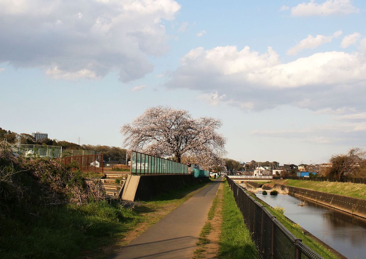 釜土桜（4月）
