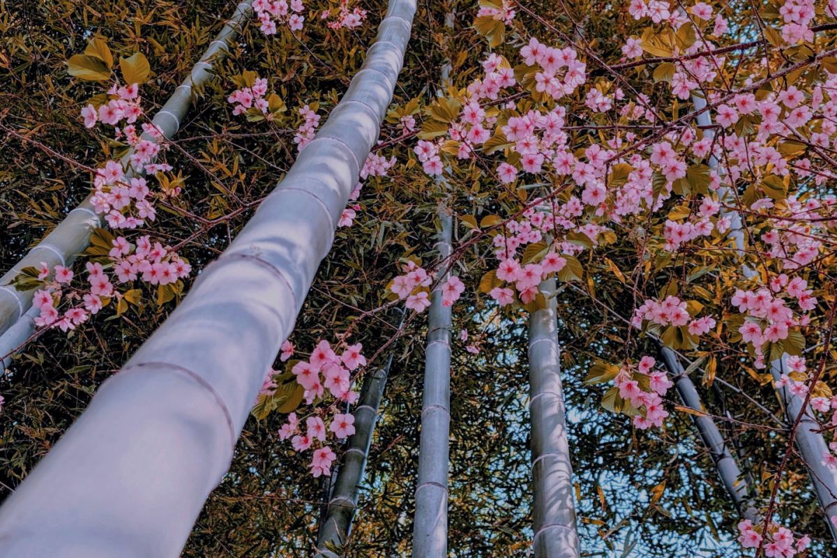 ０２　竹林の枝垂桜　渡辺　　　　　　　　　　　　　　　　　　　　　　　　