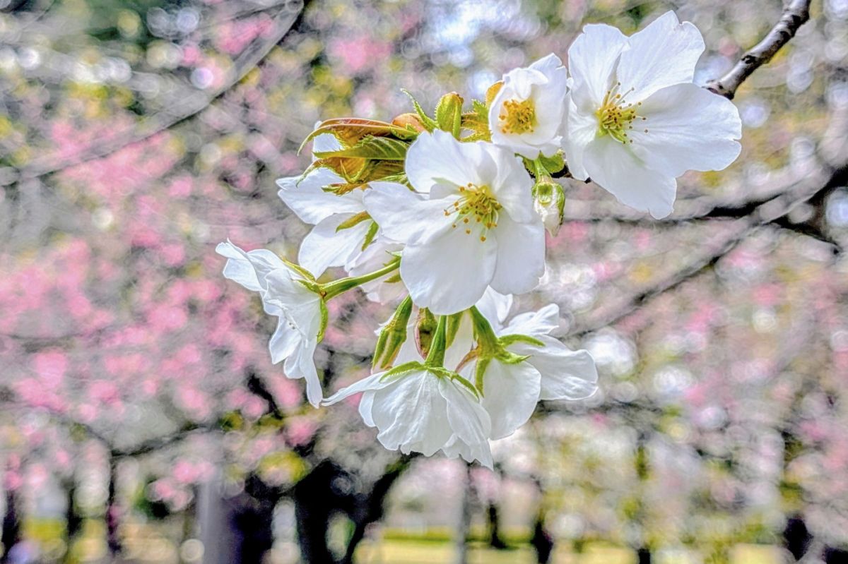 ０３　陵南公園の春　渡辺　　　　　　　　　　　　　　　　　　　　　　　　