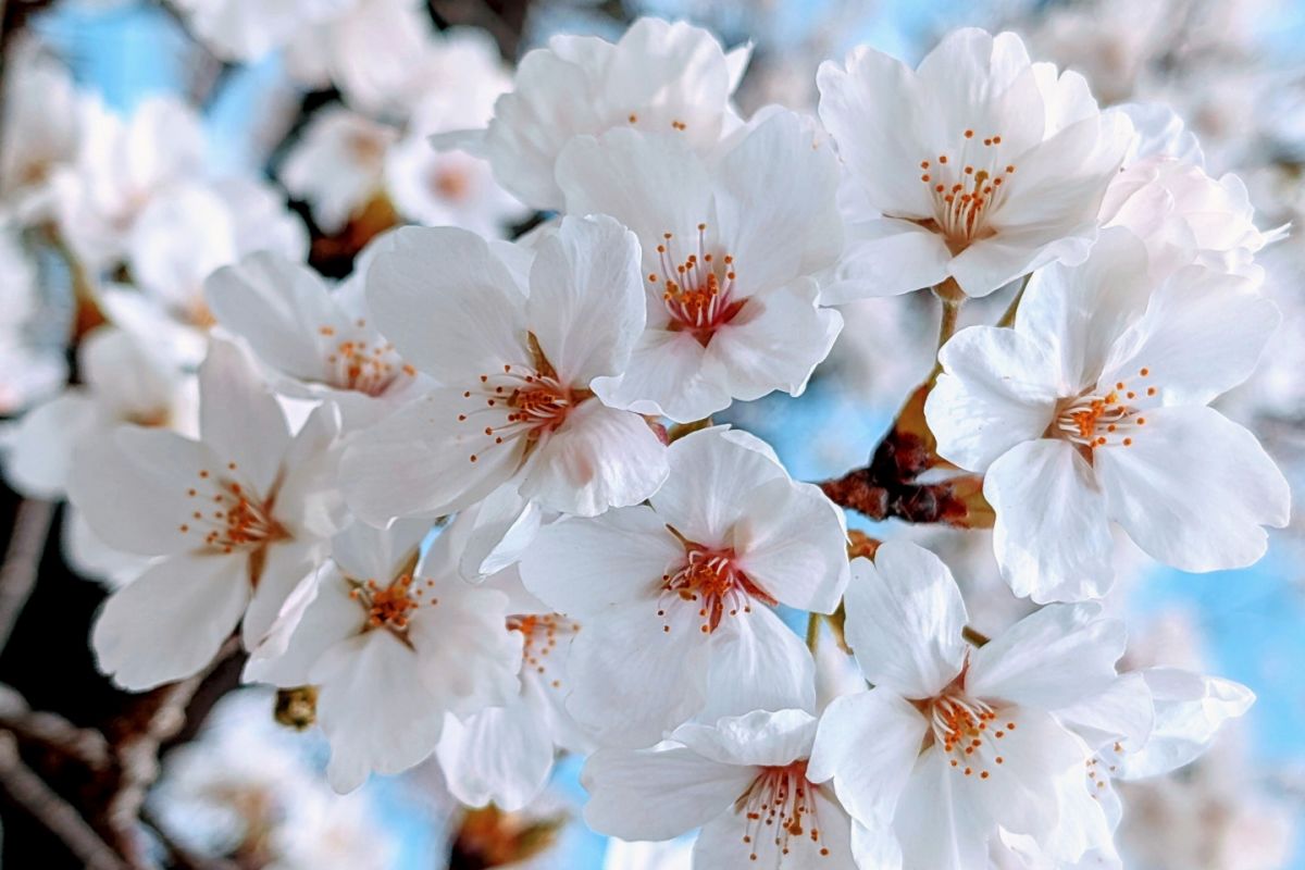 ０４　桜咲く　渡辺　　　　　　　　　　　　　　　　　　　　　　　　