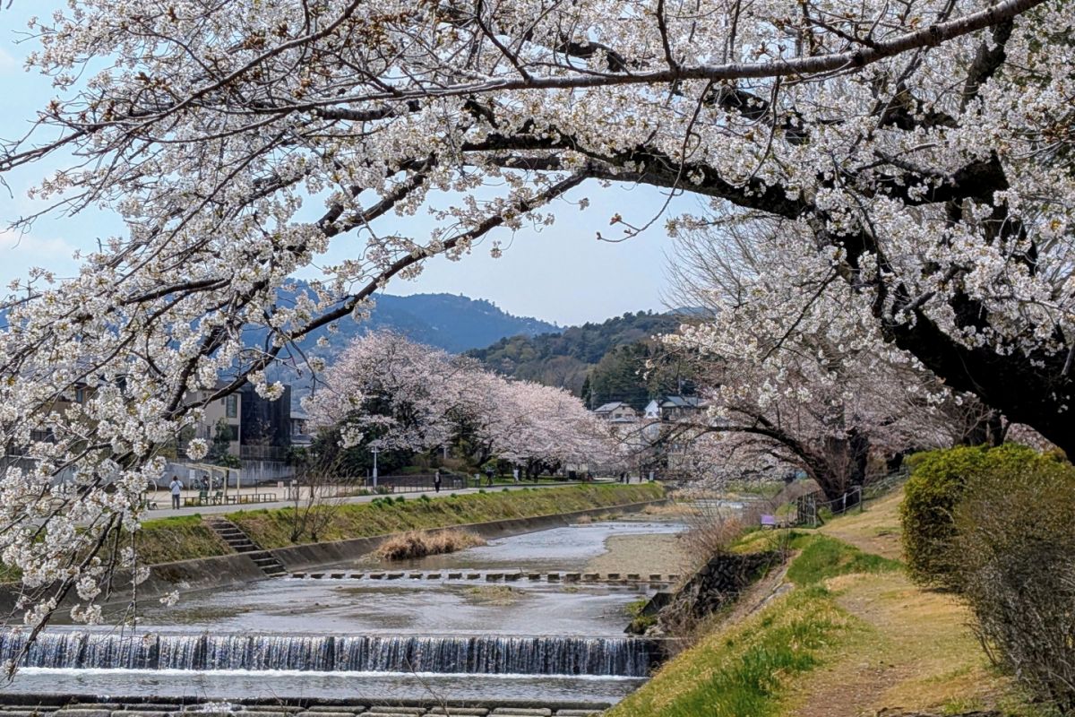 ０５　浅川の春　渡辺　　　　　　　　　　　　　　　　　　　　　　　　