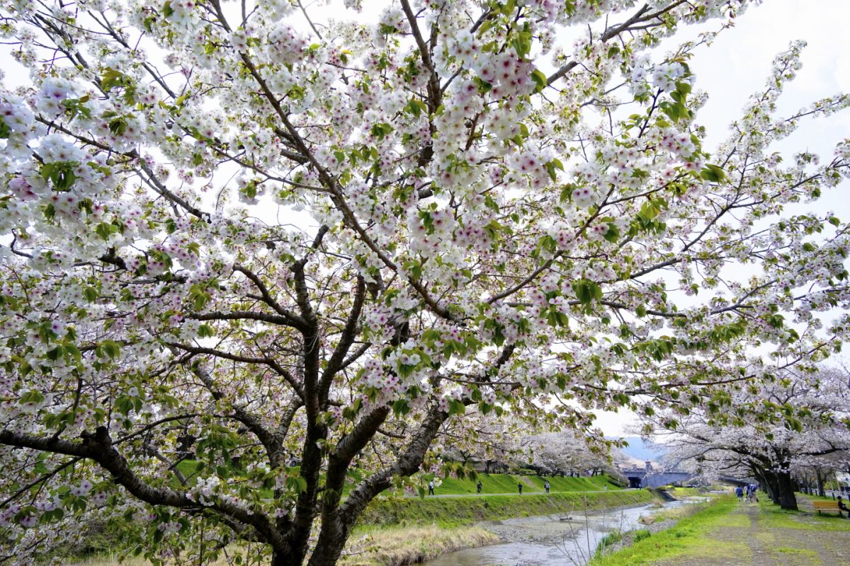 ０８　浅川の桜　　渡辺　　　　　　　　　　　　　　　　　　　　　　　　