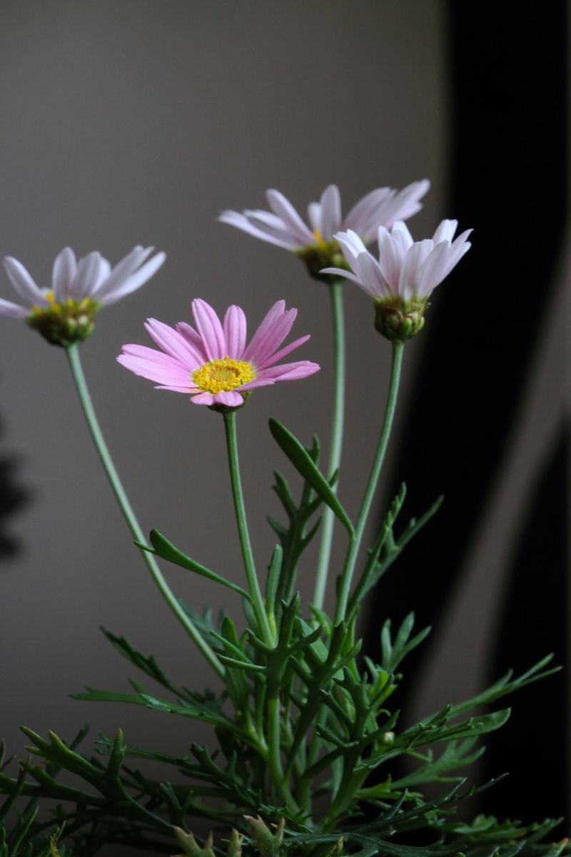 07花