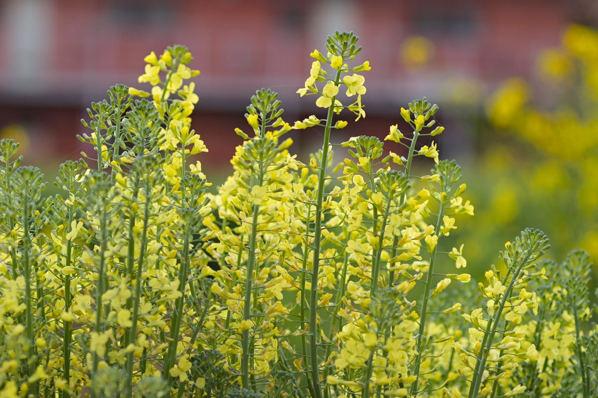 flower