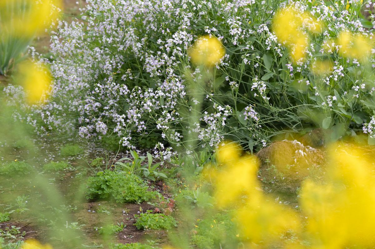 flower