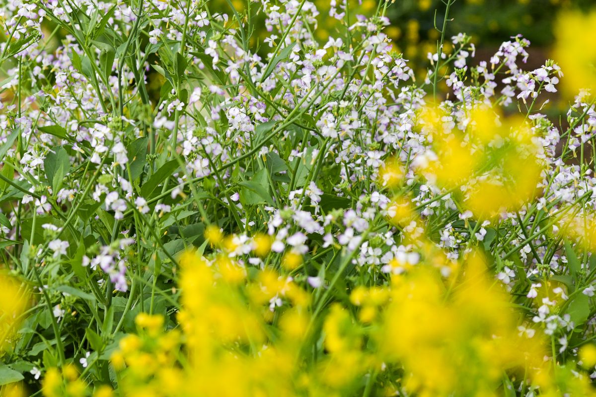 flower