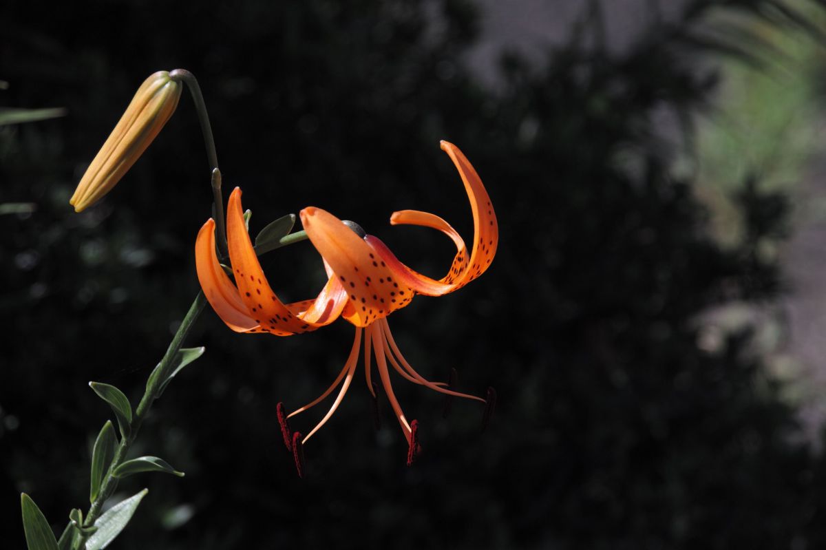04花
