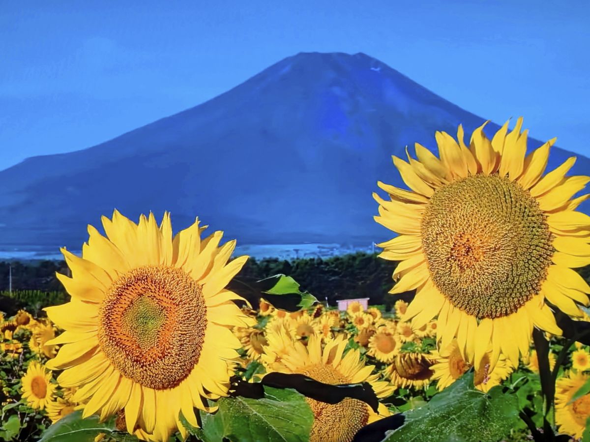 １０　ひまわり富士山　渡辺　　　　　　　　　　　　　　　　　　　　　　　　
