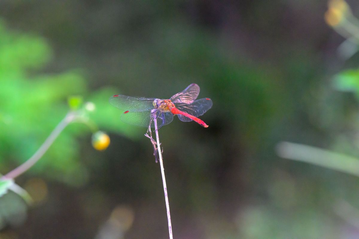 赤トンボ