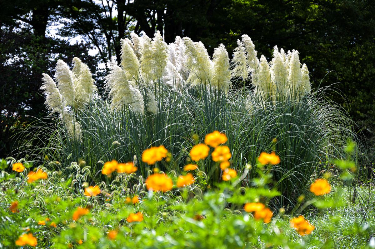 昭和記念公園20250922