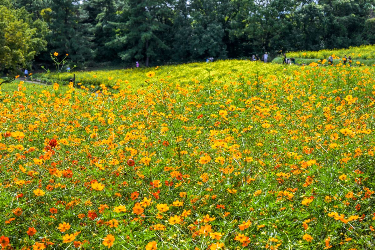 昭和記念公園20250922