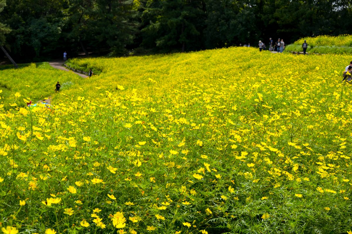 昭和記念公園20250922
