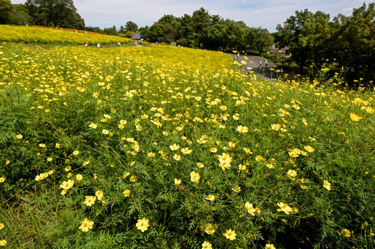 昭和記念公園20250922