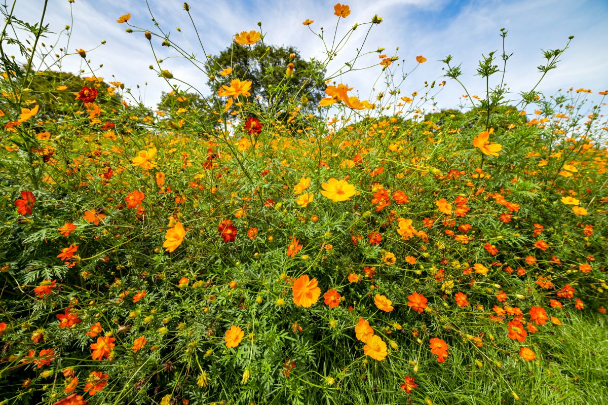 昭和記念公園20250922