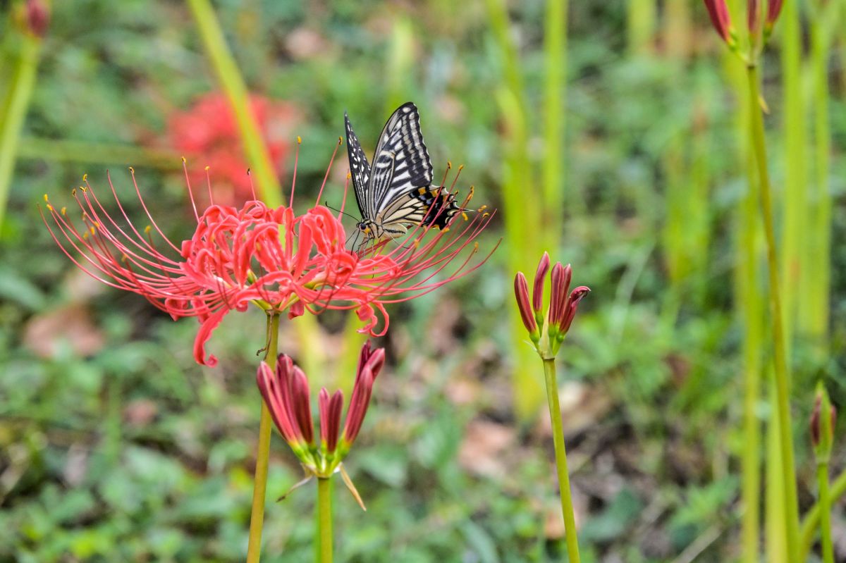 昭和記念公園20250922