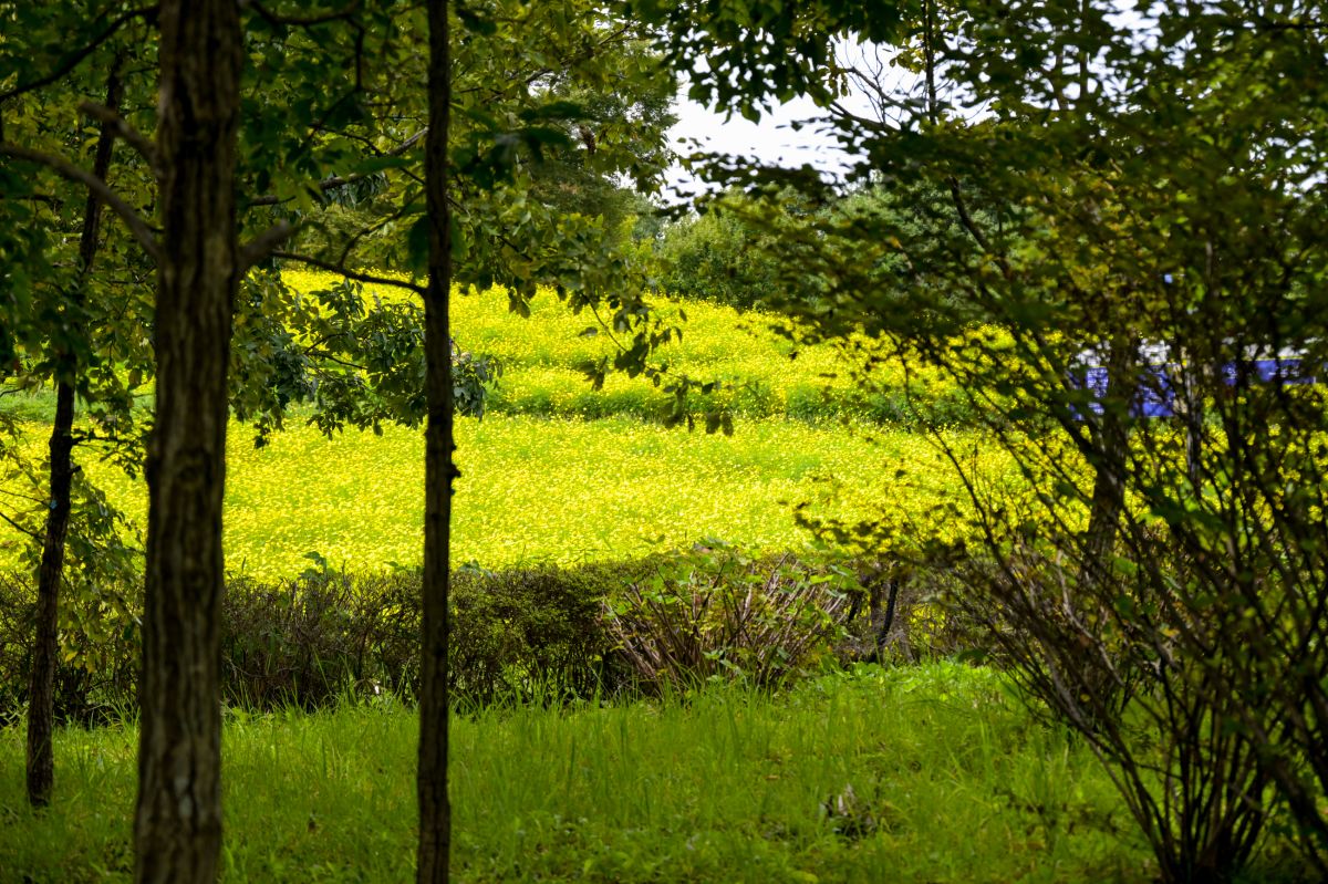 昭和記念公園20250922