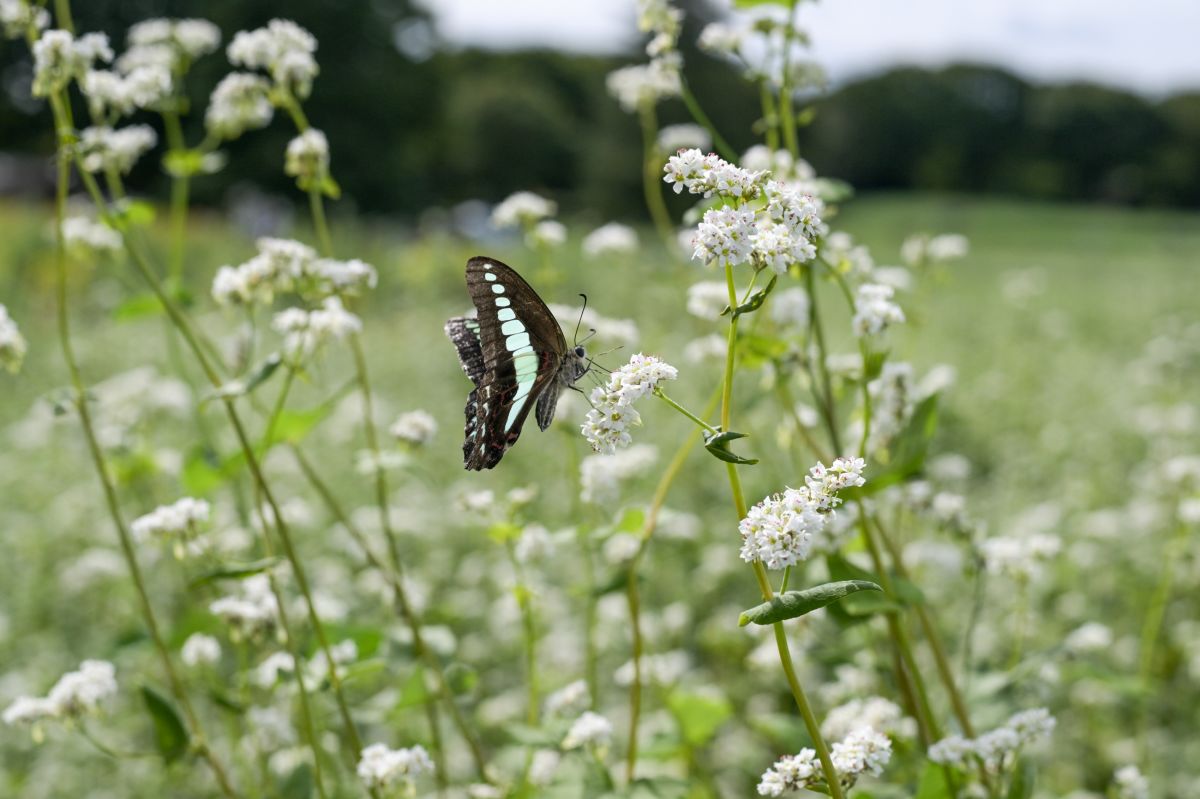昭和記念公園20250922