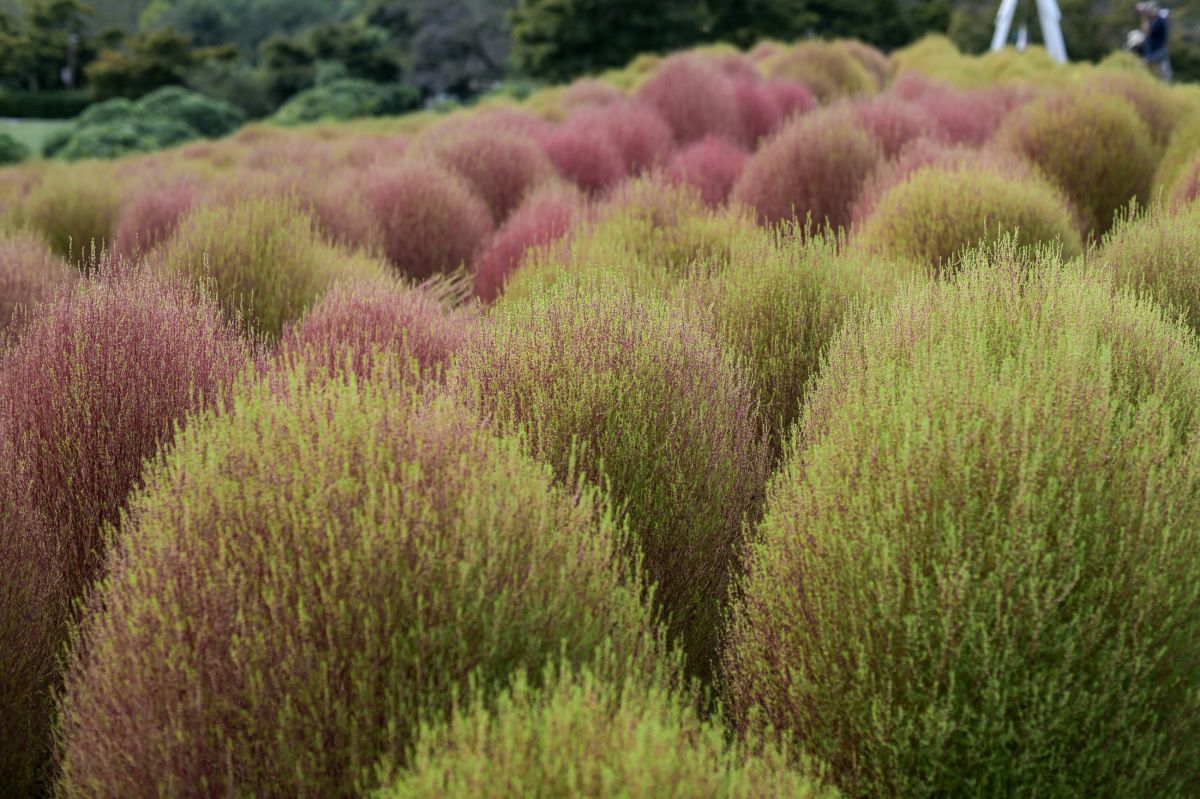 昭和記念公園20250922