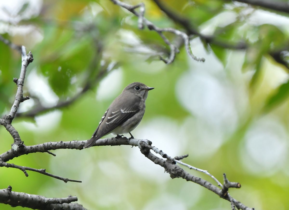 01　エゾビタキ