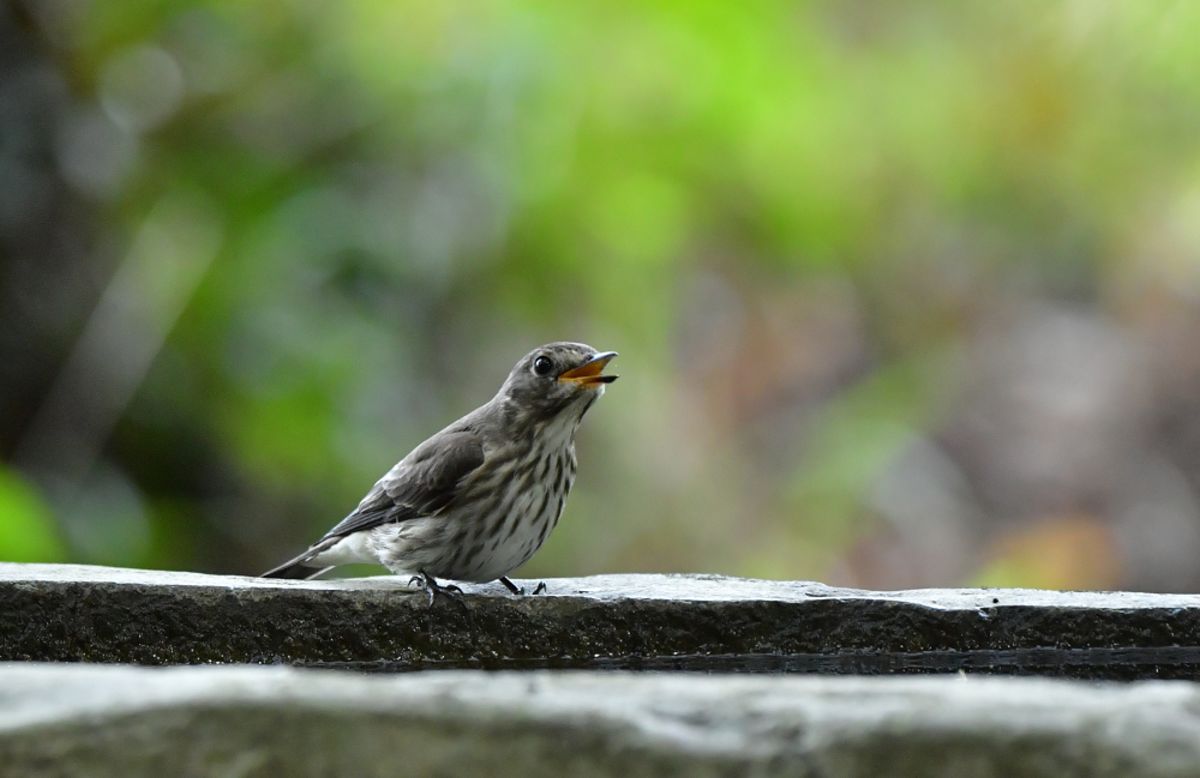 02　エゾビタキ