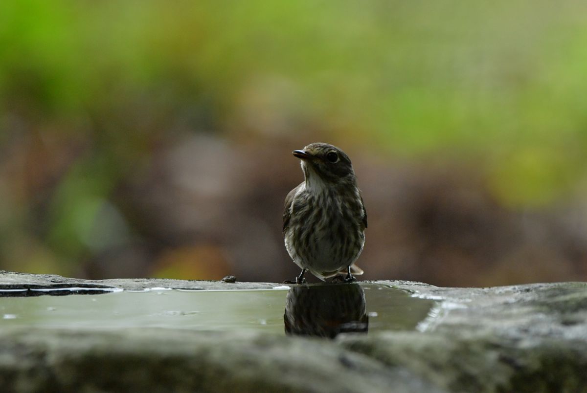 04　エゾビタキ