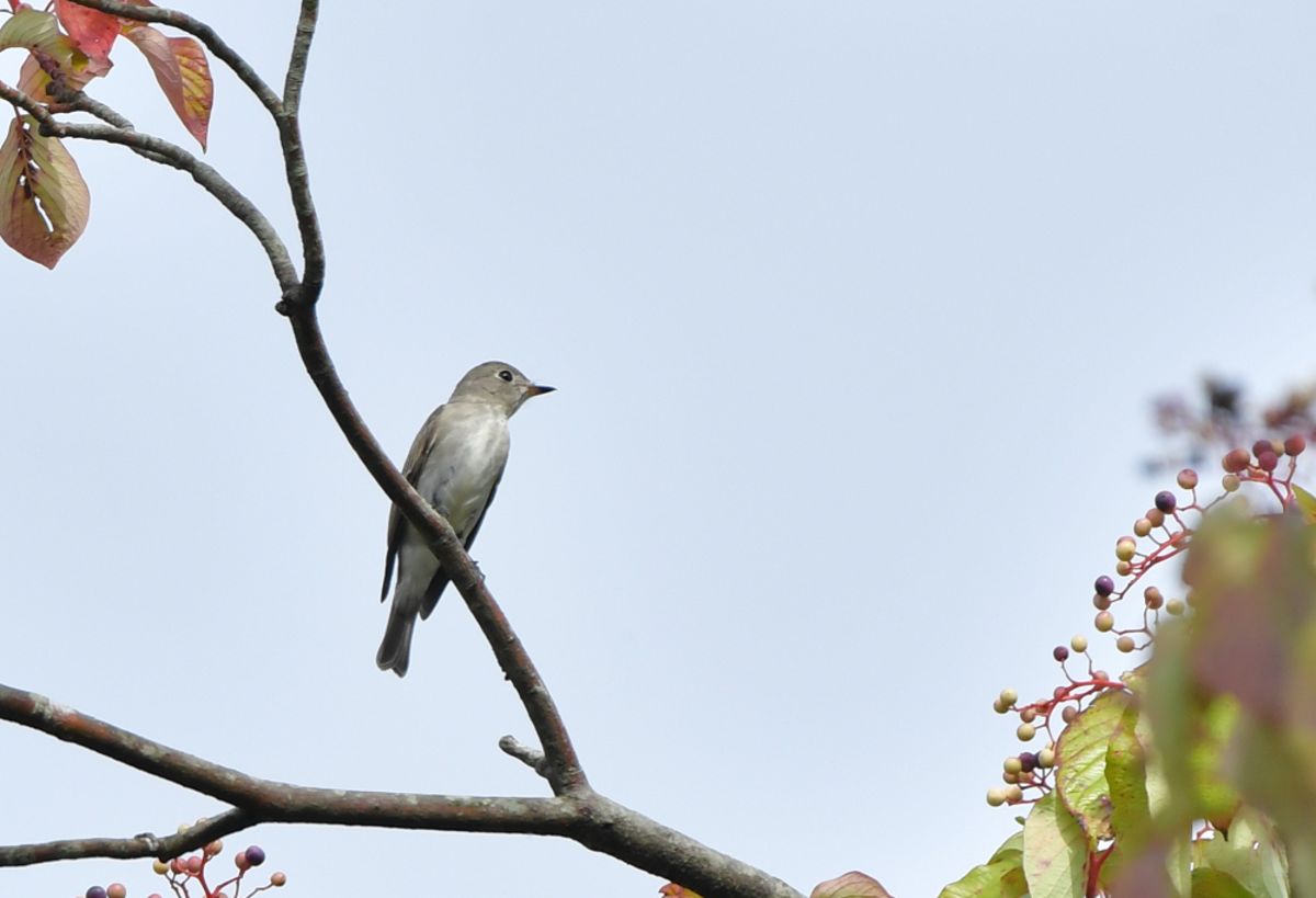 06 コサメビタキ