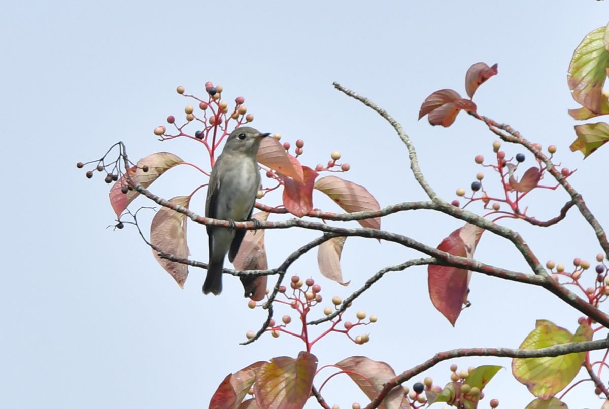 07　コサメビタキ